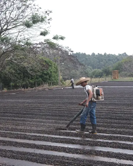 Raking coffee on the drying patio
