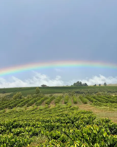 A rainbow over the coffee at Água da Mata