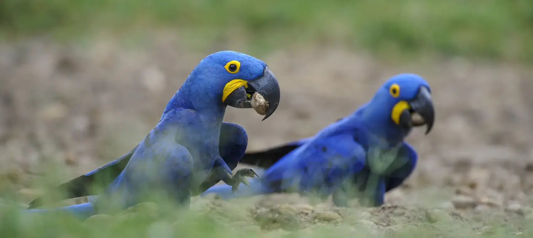 Two hyacinth macaws feeding on the ground in the Pantanal