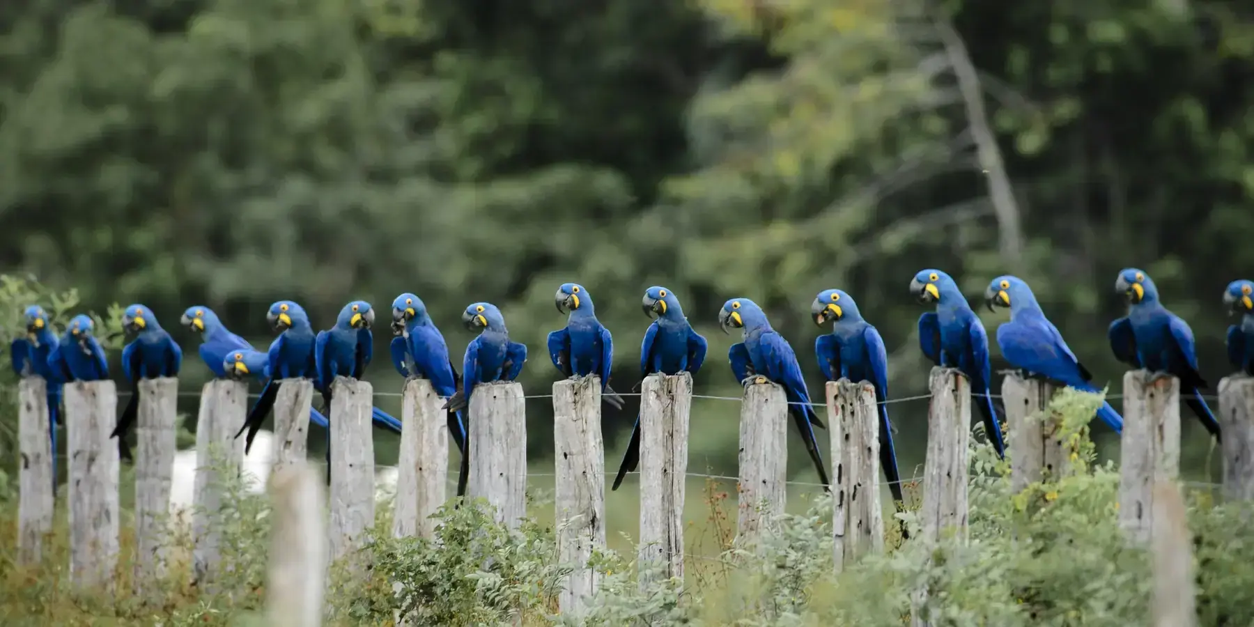 Hyacinth macaws gathered on fence posts in the Pantanal