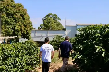 Walking the coffee rows at Água da Mata