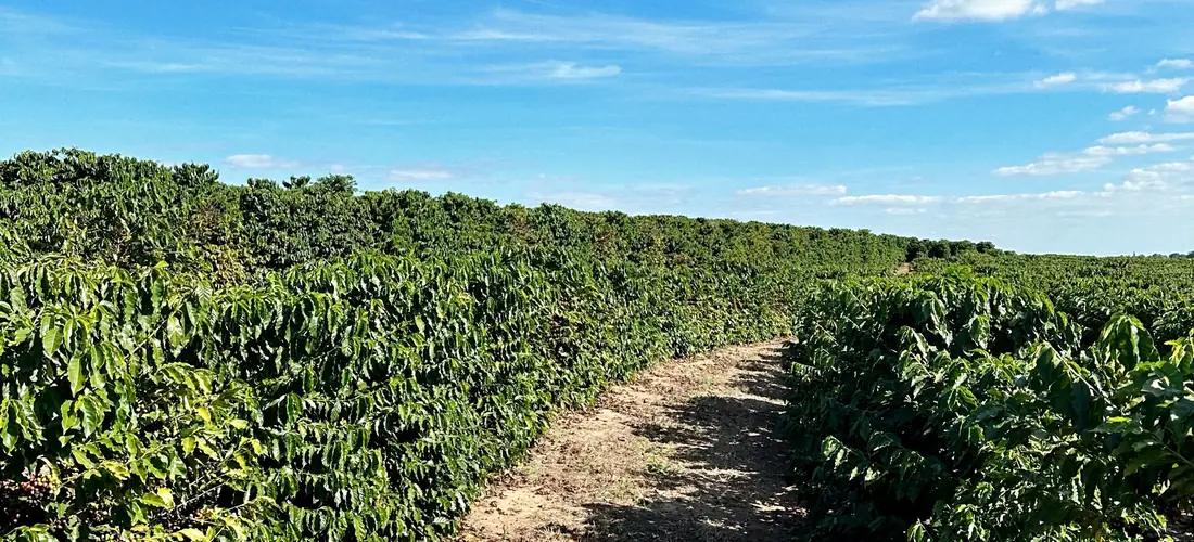 Forest and field at Fazenda Água da Mata