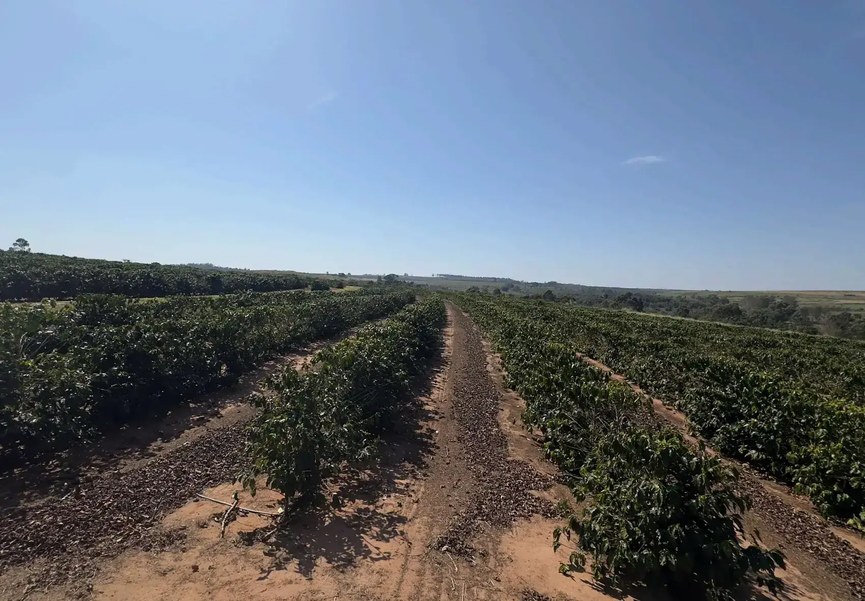 Rows of coffee at Fazenda Água da Mata in Garça, São Paulo
