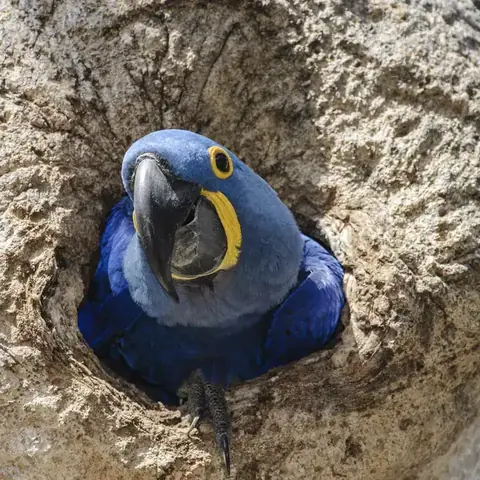 A hyacinth macaw in the Pantanal
