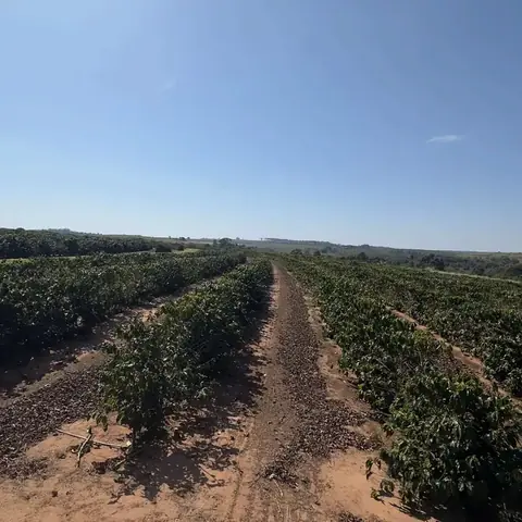 Coffee rows at Fazenda Água da Mata