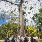 A group gathered beneath a giant tree in Brazil