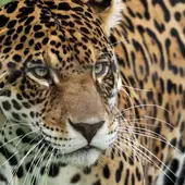 A jaguar