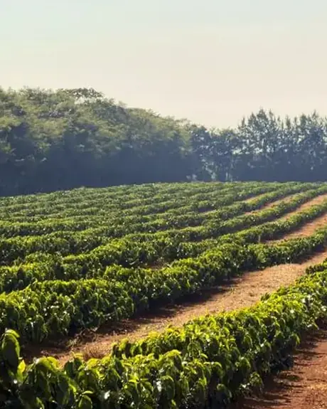 Coffee rows at Fazenda Três Meninas